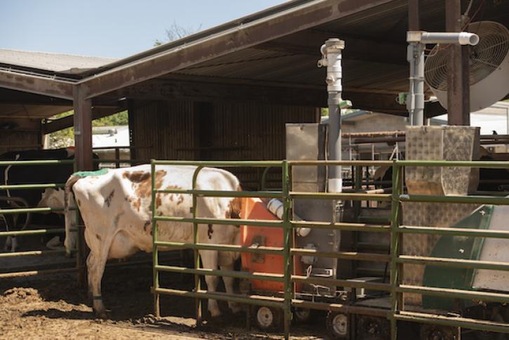 An open-air device measures the methane in the cows’ breath as they eat a treat. (Gregory Urquiaga/UC Davis)