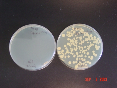 Bacterial Plates