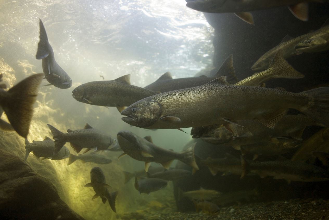 Spring chinookAdult spring chinook salmon in California’s Salmon River. (Michael Bravo photo)