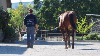 There are lots of exciting internship opportunities like working at the UC Davis Horse Barn!