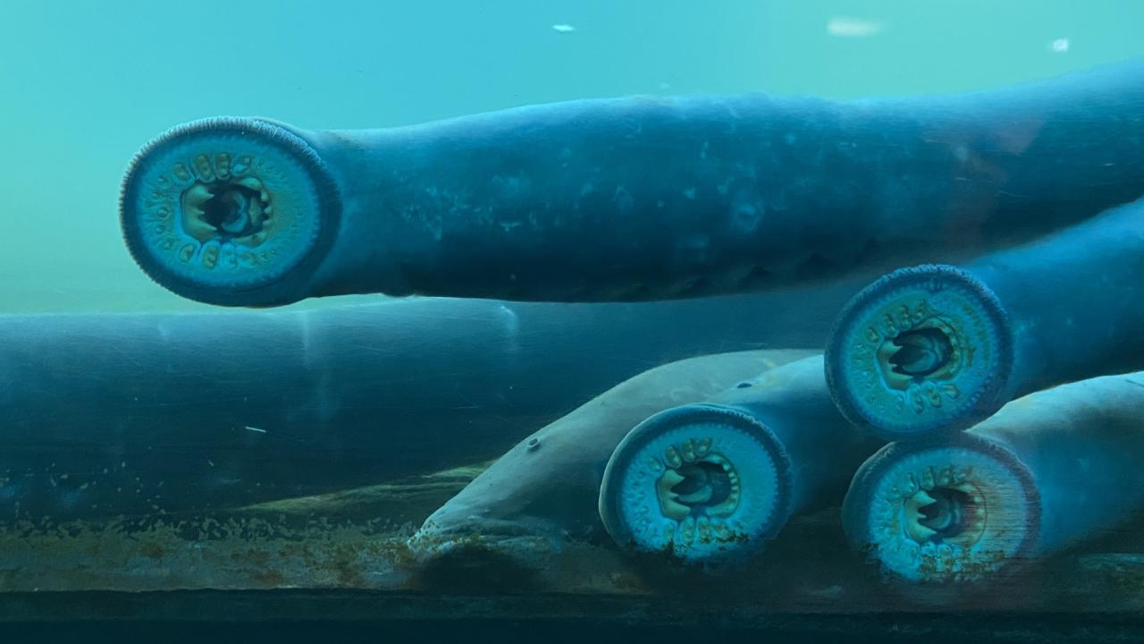 Four pacific lamprey fishes, jawless fish with funnel-like sucking mouths 