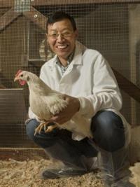 Dr. Huaijun Zhou squatiting while holding a chicken