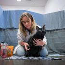 Animal Science Ph.D. student Jen Link at the Sacramento SPCA working with a cat on socialization and nail trimming. (Jael Mackendorf / UC Davis)