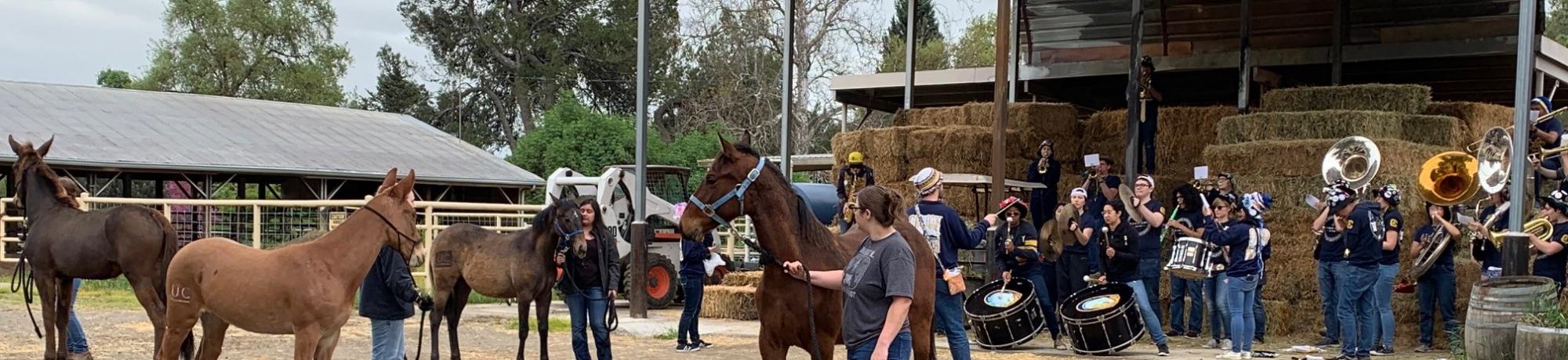 The Cal Aggie Marching Band-uh! visited the Horse Barn to help get the yearlings ready for the sights and sounds of the 2019 Picnic Day Parade -