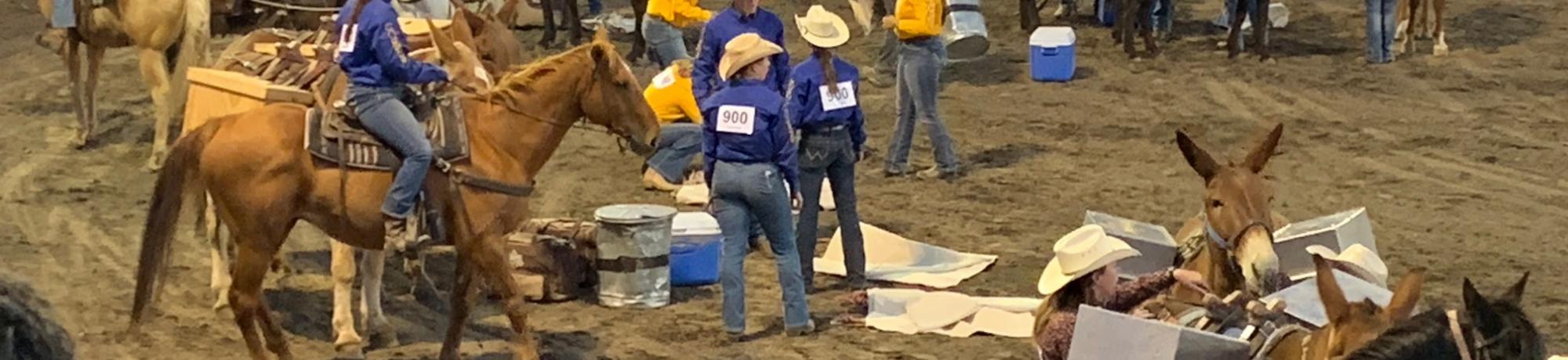 UC Davis Pack Team at Bishop Mule Days Celebration